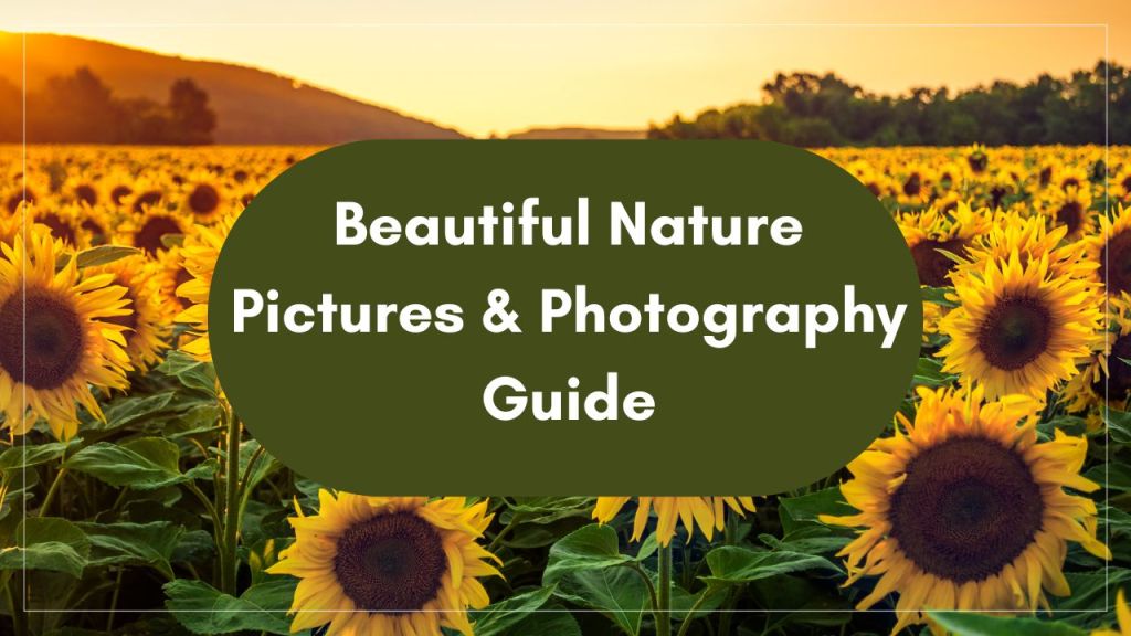 Beautiful Nature Pictures & Photography&nbsp;Guide